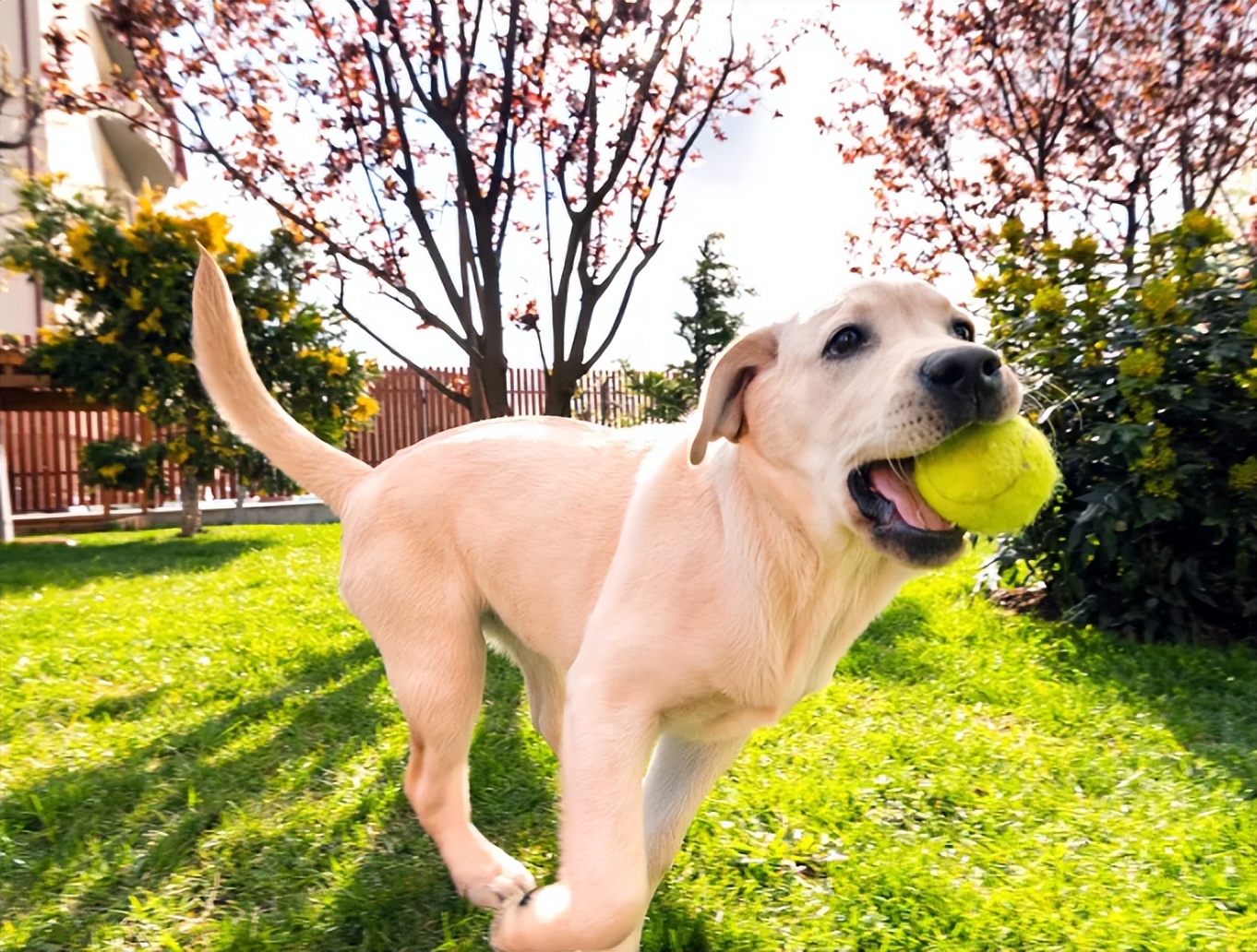 家里不建议养的十种狗,不适合家庭养的狗六种类型