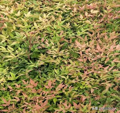 景观地被植物价格,便宜的地被植物有哪些品种呢