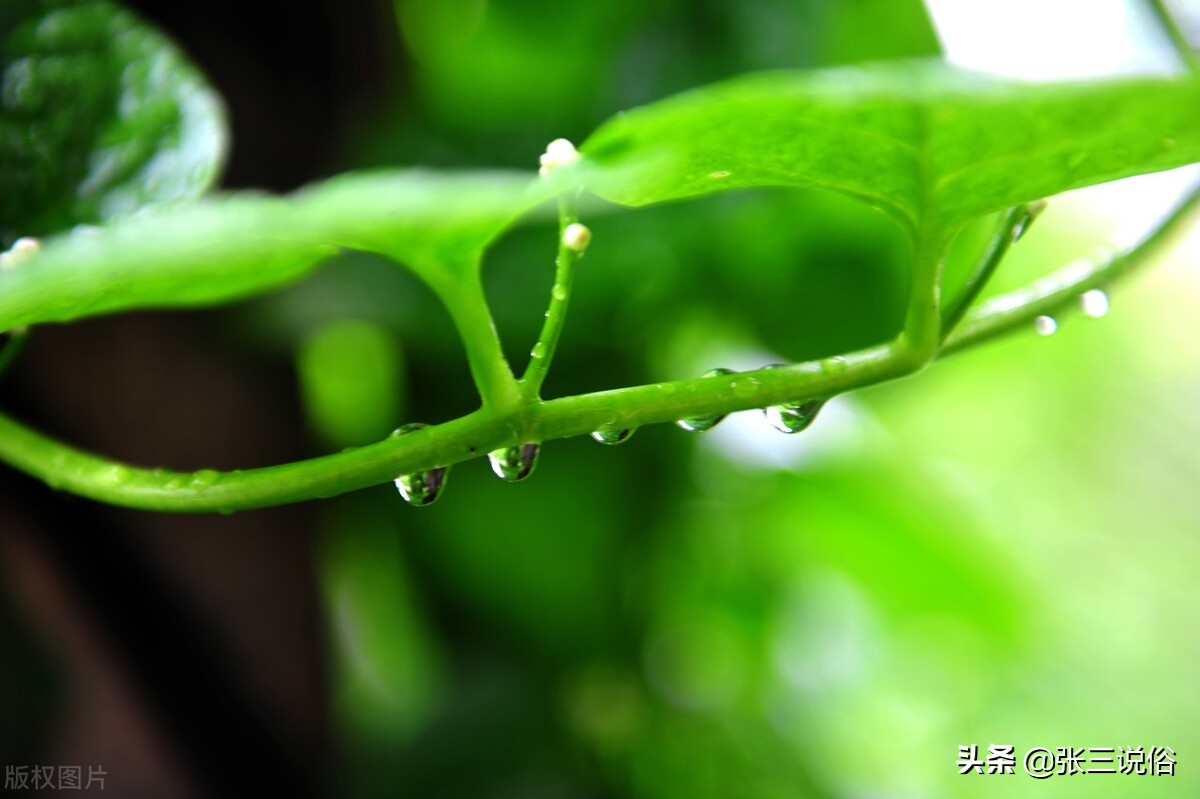 大暑当天下雨比晴天好吗,大暑下雨天有什么变化