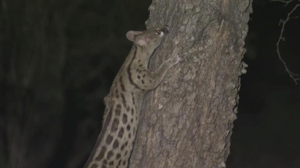 狸猫天生会捉老鼠吗,狸猫会不会抓老鼠