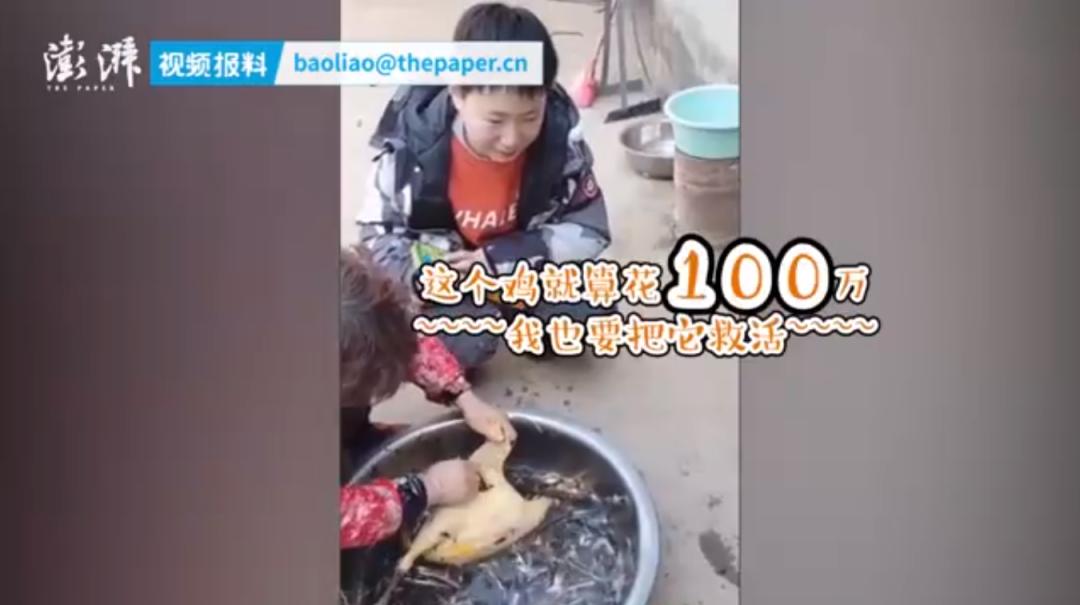 把孩子宠物煮熟来吃,还拍短视频博眼球?这种流量密码不要也罢