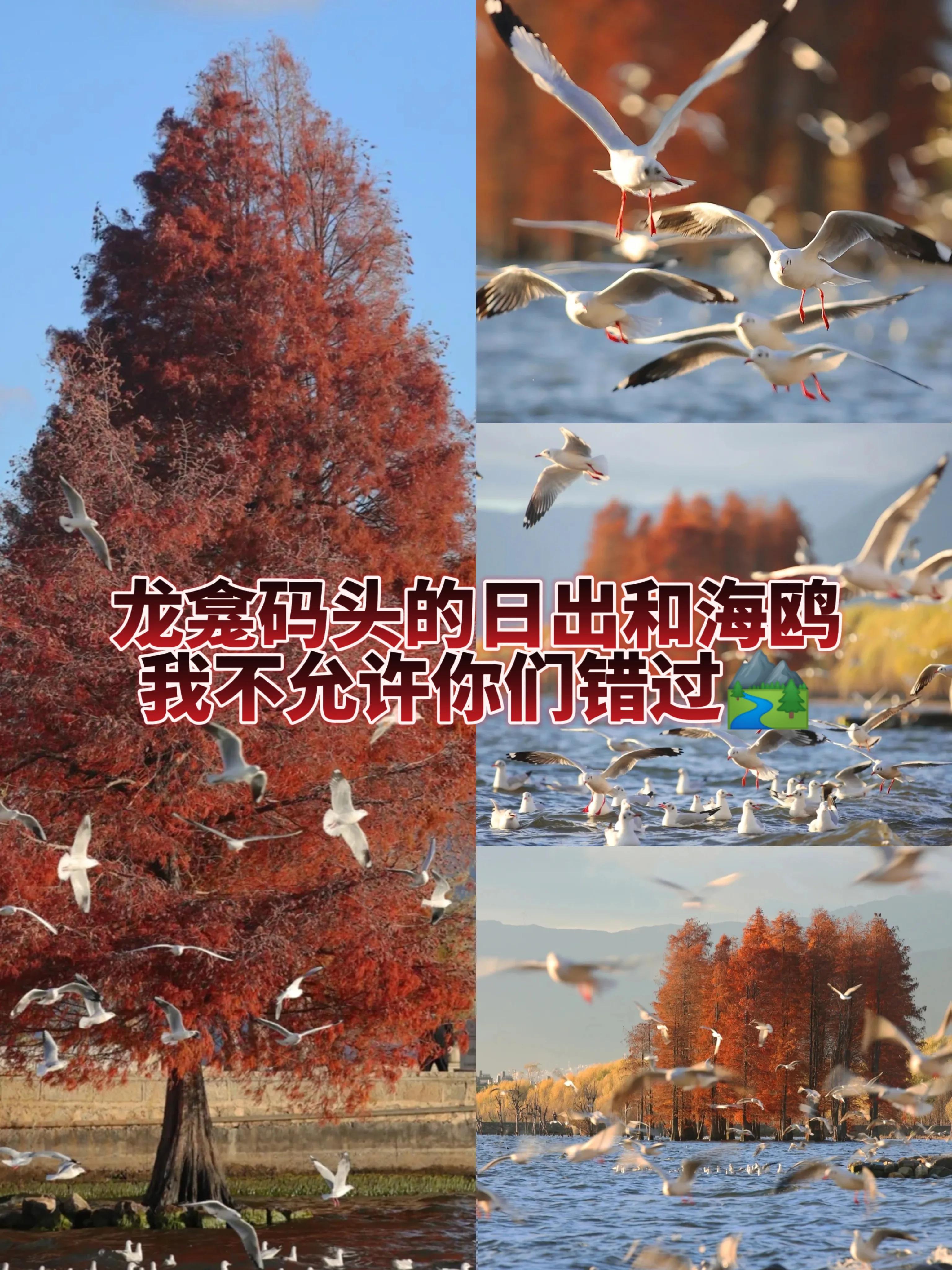 洱海看日出龙龛码头,大理龙龛旅游攻略