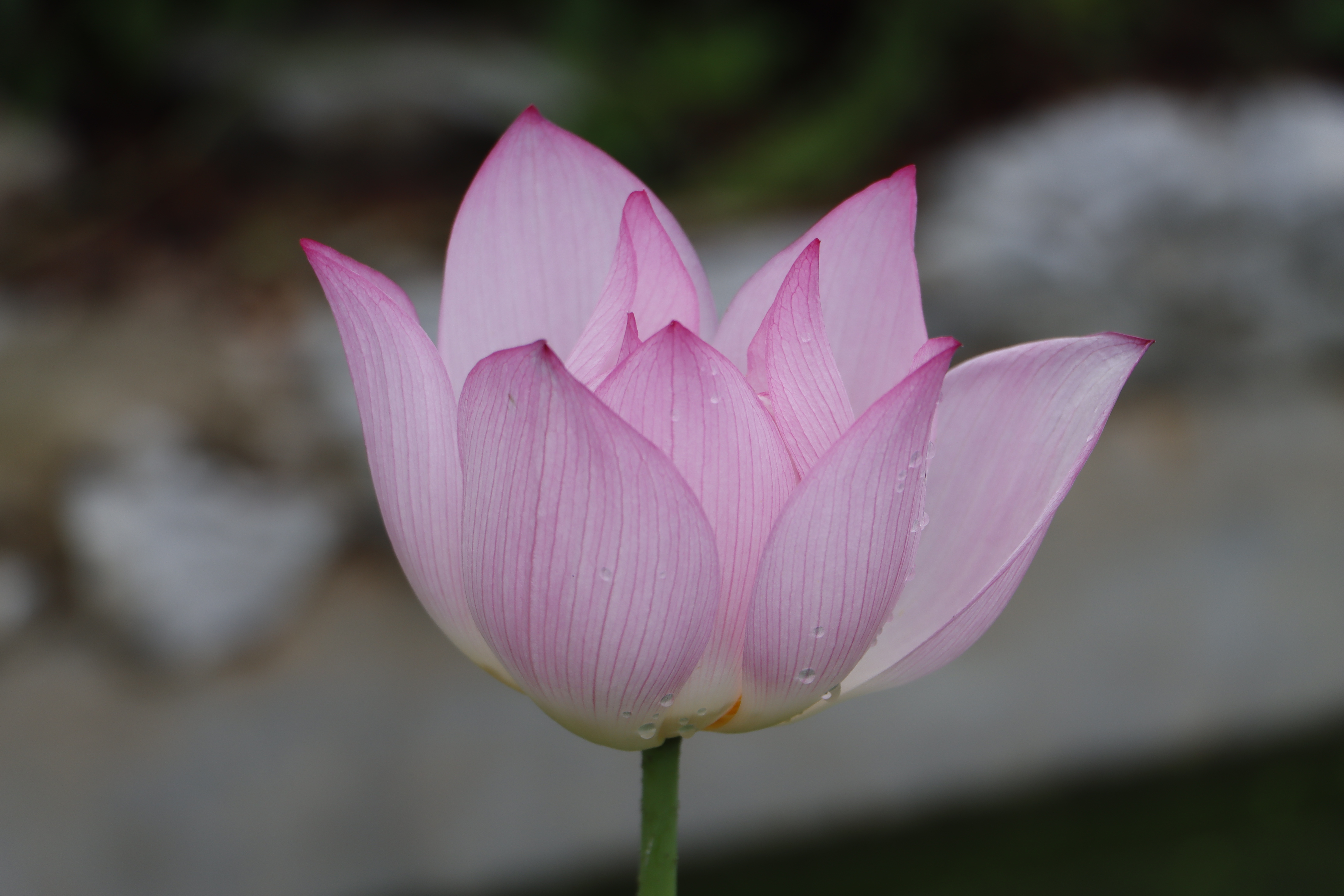 摄影小白需要买哪些装备,摄影小白买多少钱的相机