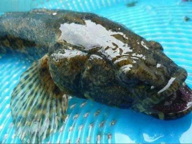 中国野生鱼排名,野生鱼数量排名