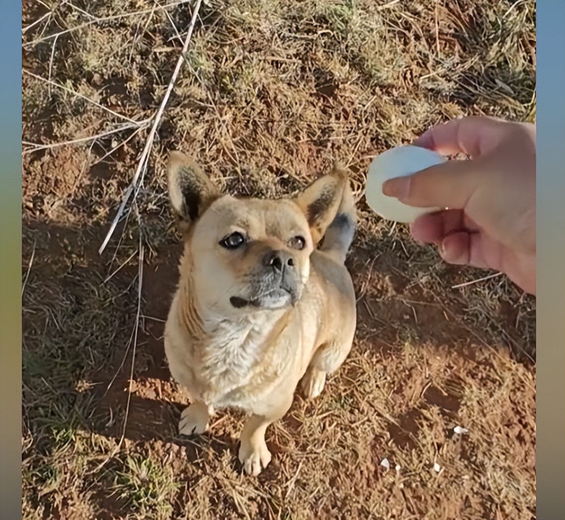 流浪狗被投喂跑5公里等女生后续,女子投喂流浪狗鸡腿