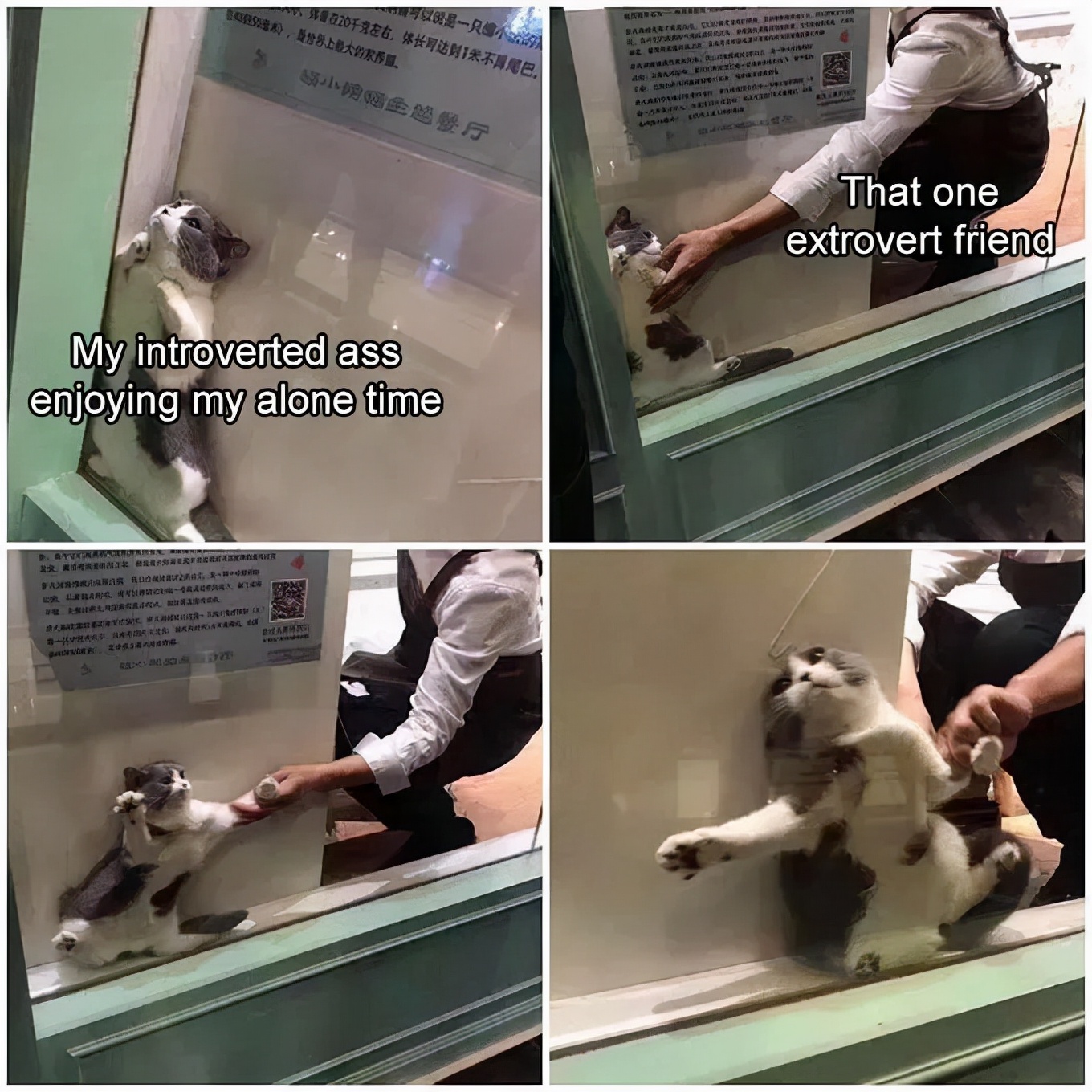 别人家的猫是液体还是固体,猫都是水做的