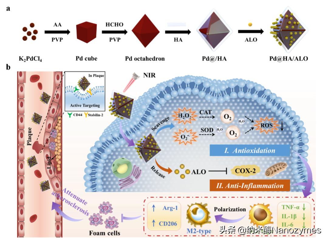 CCL|透明质酸修饰的负载苦豆碱的钯八面体用于治疗动脉粥样硬化