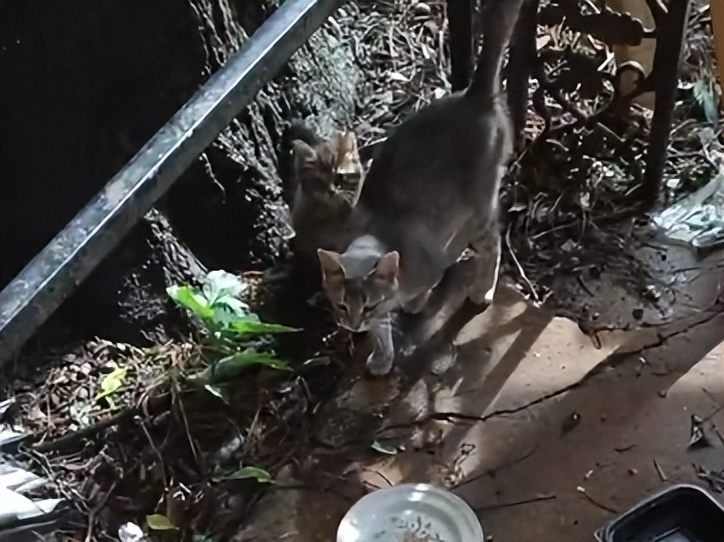 渣猫被小母猫找上门,渣猫出门被老婆抓