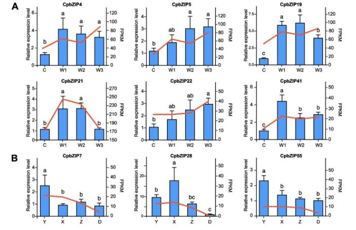 碱性亮氨酸拉链的介入，会对青钱柳根茎发育产生多大影响？