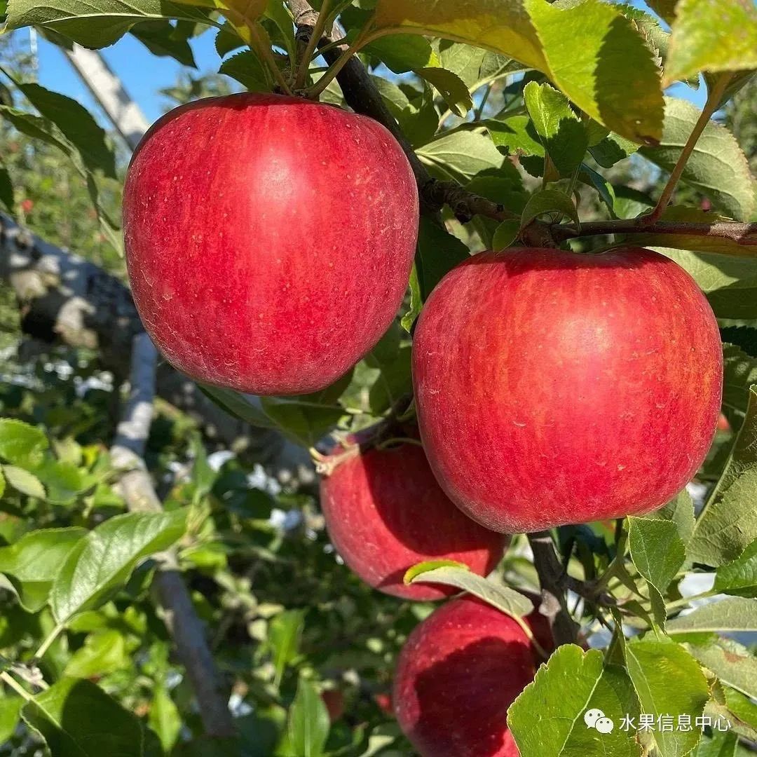苹果排名第一是哪种苹果,苹果品种好吃排名