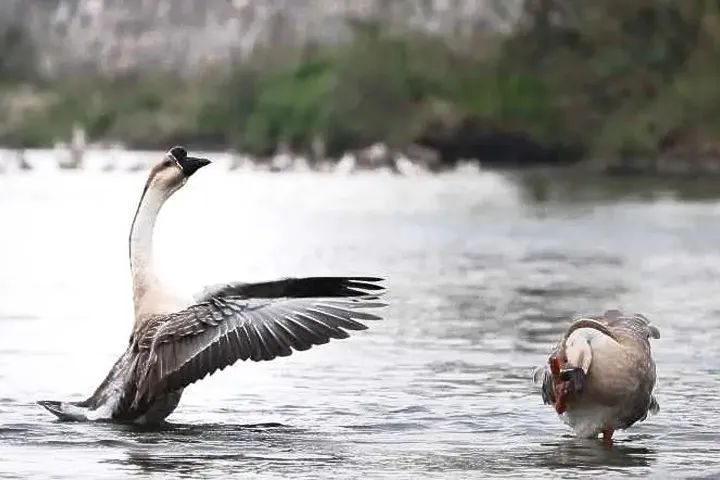 安徽宣城：把“出海口”搬到“家门口”，大大方便羽绒企业出口