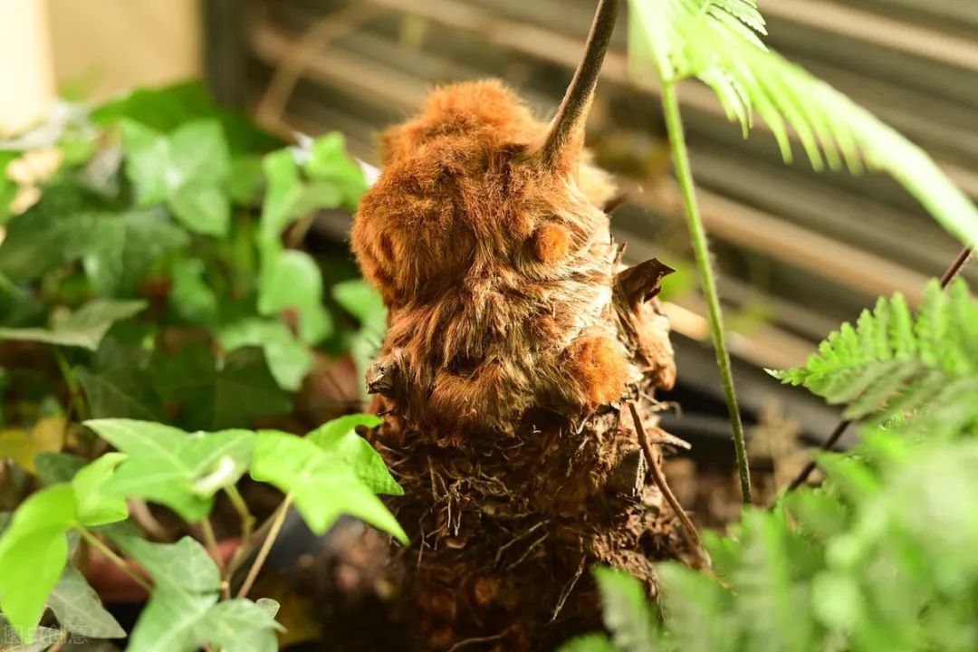 金毛狗蕨是国家保护植物,狗头蕨是国家保护植物吗
