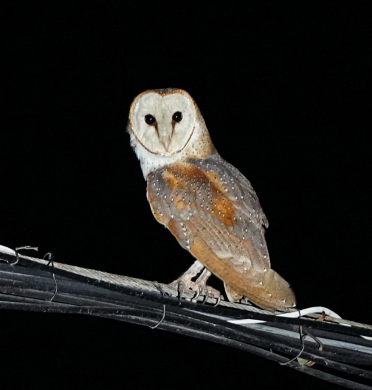 海南观鸟随记5霸王岭儋州湾勺嘴鹬领角鸮仓鸮