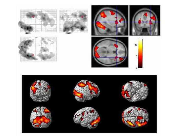 动物的择偶标准,动物择偶