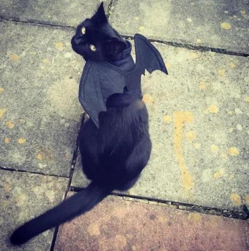 养别的猫和养黑猫的区别,千万不要养猫尤其是黑猫