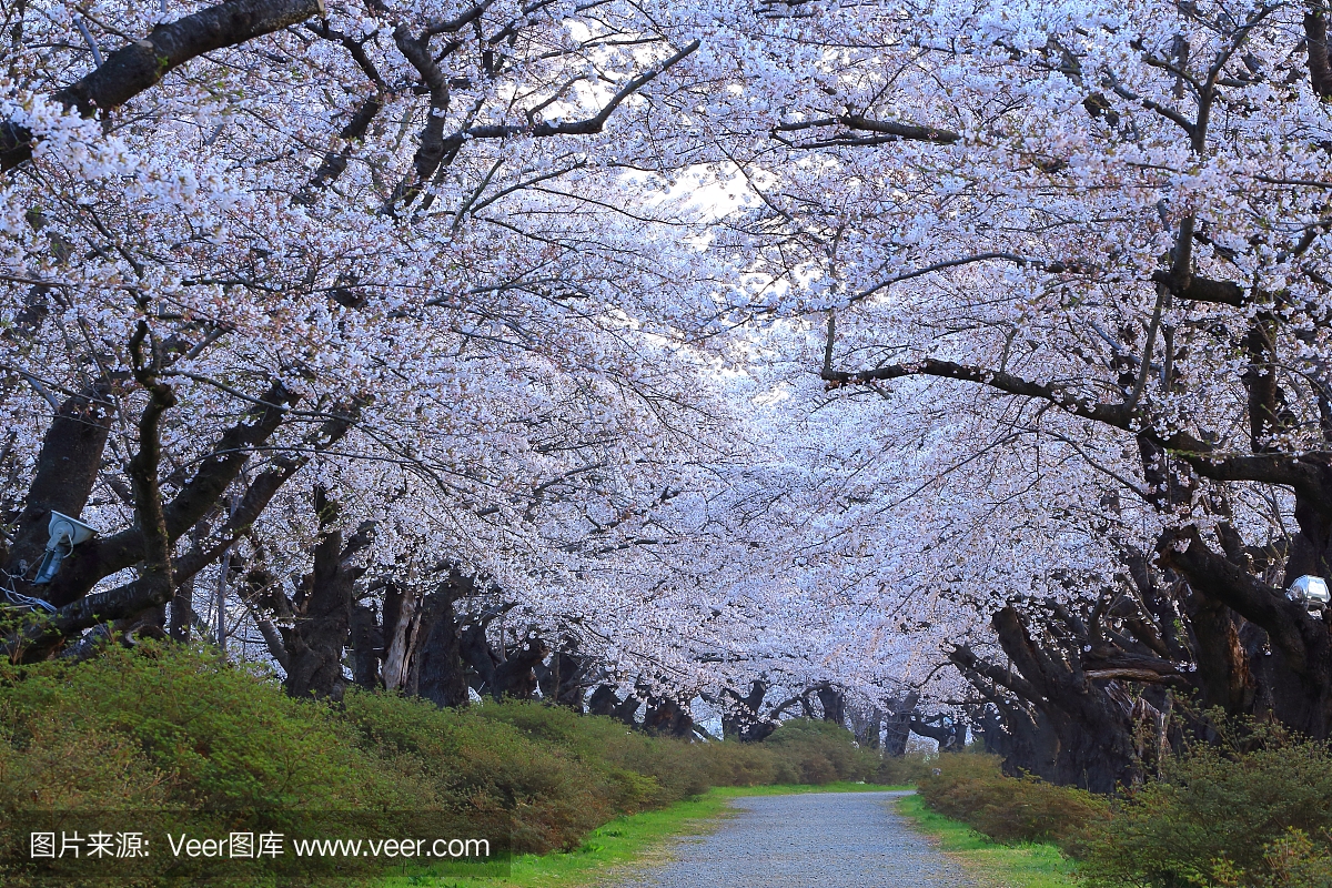 2023年安徽高考语文作文范文,2023高考作文范文欣赏安徽省