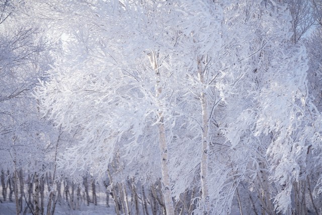 崇礼万龙滑雪场的介绍,崇礼万龙滑雪场