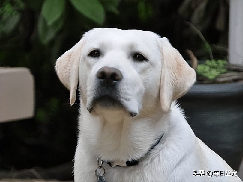 狗狗吃墙上的土是怎么回事,狗狗吃草吃土怎么回事