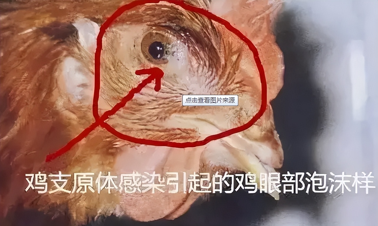 鸡嗓子有痰呼噜喂什么药,鸡喉咙呼噜响眼睛肿喂什么药
