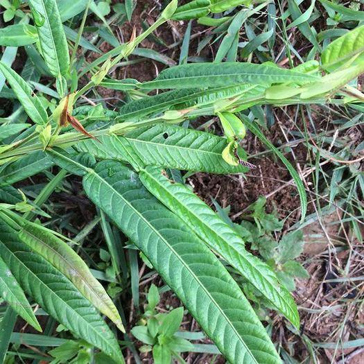 酷似葫芦，人称“咸鱼草”，家乡人用来做凉茶，脸上长痘痘就找它