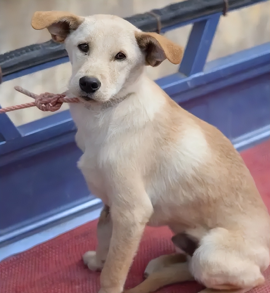 田园犬拉稀带血死掉,中华田园犬拉稀怎么办