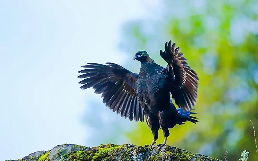 西昌市市鸟,西昌市鸟是哪种