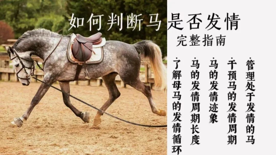 如何分辨马儿是否怀孕,马儿有没有怀孕怎么辨别