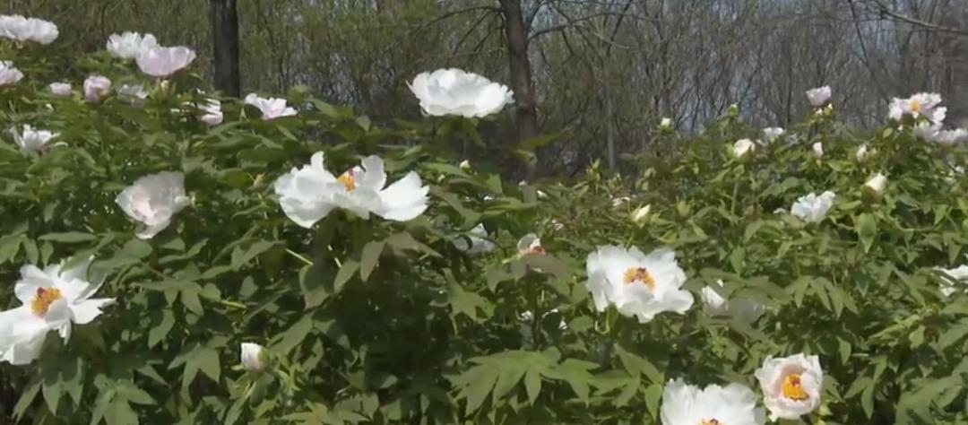 【城事】恰百花盛开品生活如蜜