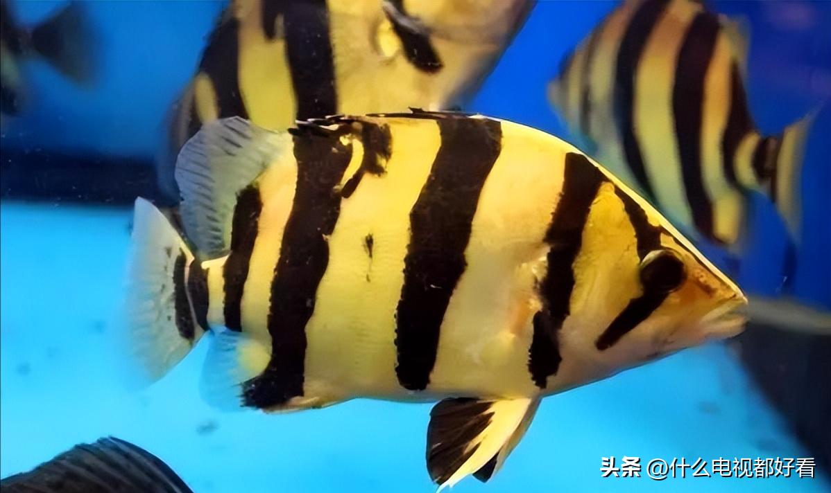 虎鱼从小饲养的正确方法,饲养虎鱼有哪些注意事项