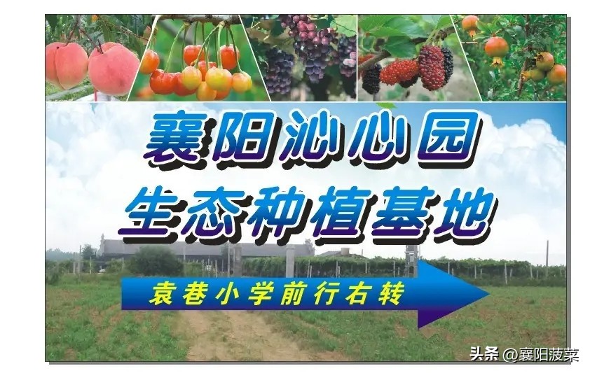 湖北襄阳的花红,襄阳花红
