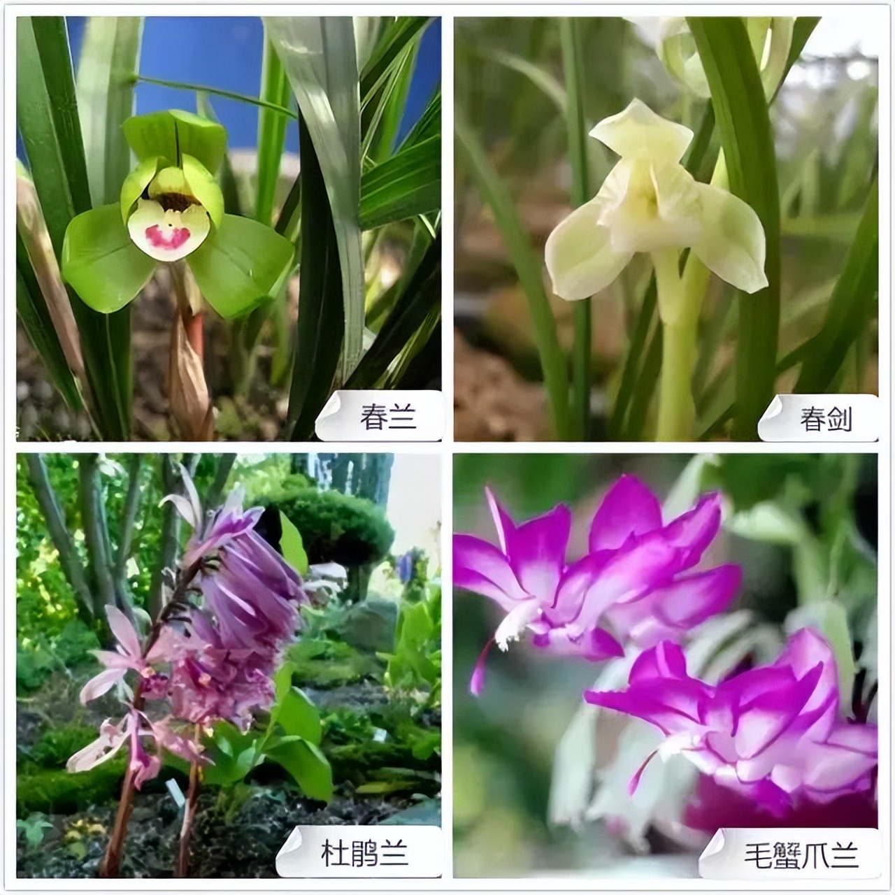常见兰花品种图片名称及介绍大全,各种兰花品种名称及图片大全