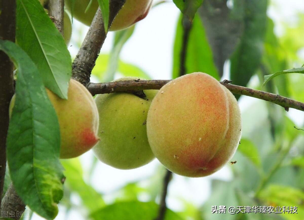 1月份桃园管理技术要点,桃园怎样提高产量