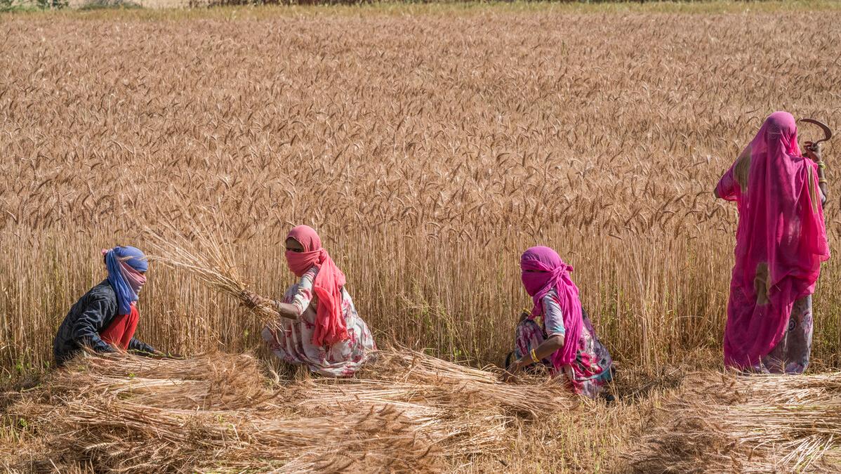 印度小麦最新消息,印度小麦和中国小麦哪个好