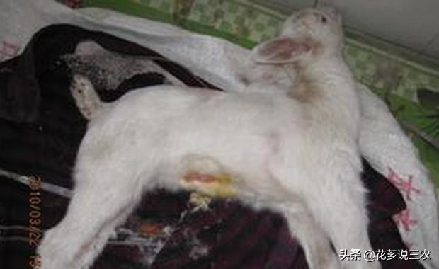 养羊的十大传染病,养羊须知预防哪几种传染病