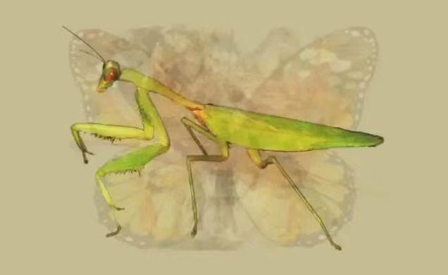 “一张图片”第一眼看出什么动物，就反映出你是什么人，非常准