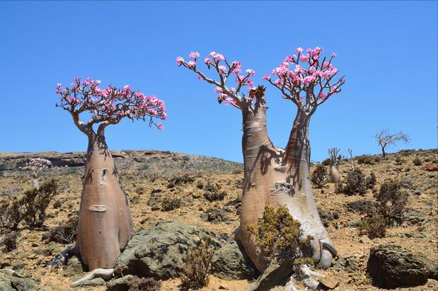 富贵花金玉满堂怎么栽培,6种长寿花能活一百年漂亮又吉利