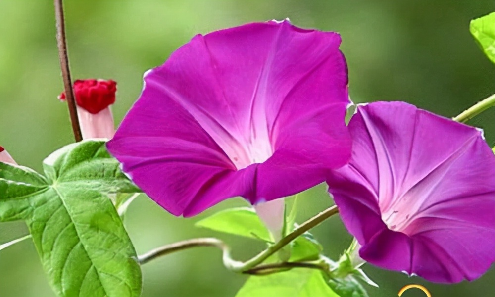 百种鲜花图片欣赏,十种最美丽的鲜花