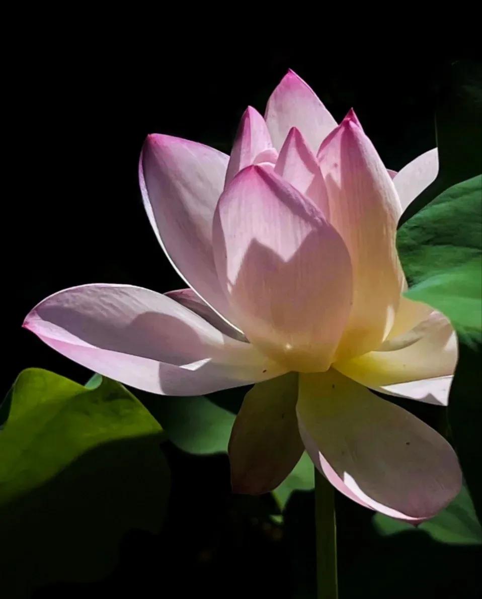 无穷莲叶，精彩纷呈