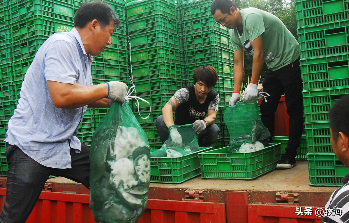 生态养鳖一亩地放多少只,养一亩中华鳖效益有多高
