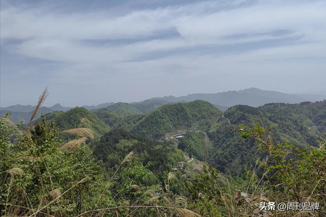 诸暨千年茶树王,走进古树茶王