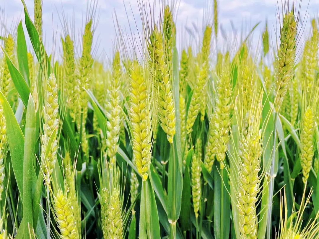 今日芒种愿你所种皆有所得,芒种愿你一路收获一路耕耘