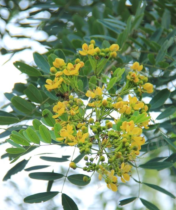 铁刀木和松木哪个好,铁力木和铁刀木哪个更好