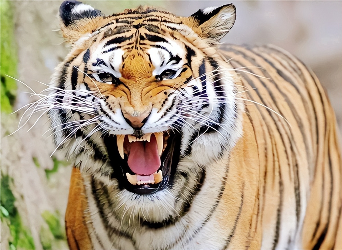 老虎吃过人后真的会被杀掉吗,吃过人的老虎到底有多可怕