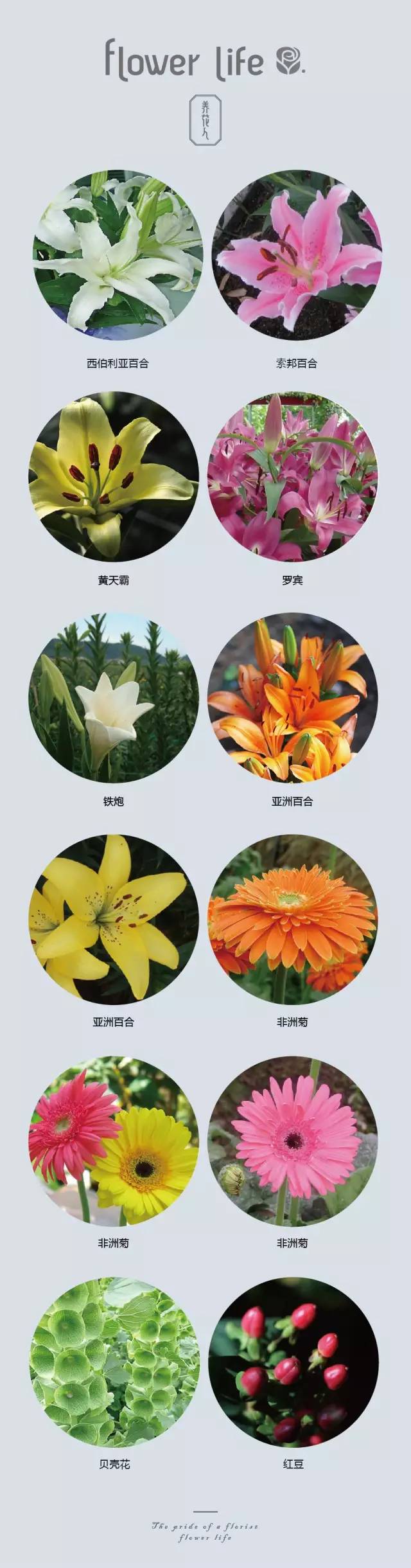 100种花店常用鲜花茉莉,花店常用鲜花大全