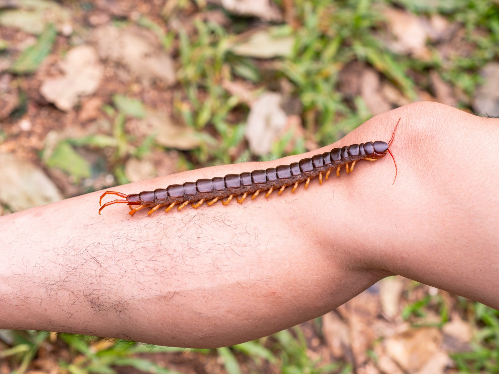 蜈蚣咬公鸡的鸡冠解毒吗,鸡是蜈蚣的天敌被蜈蚣咬了