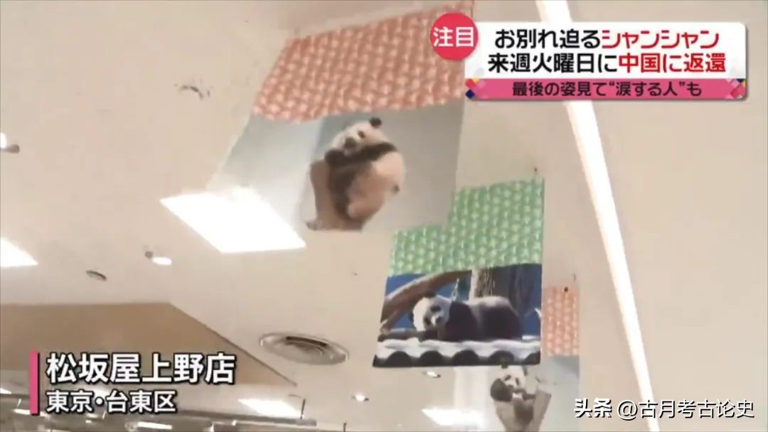 旅日大熊猫回国日本人反应,四只旅日大熊猫陆续归国