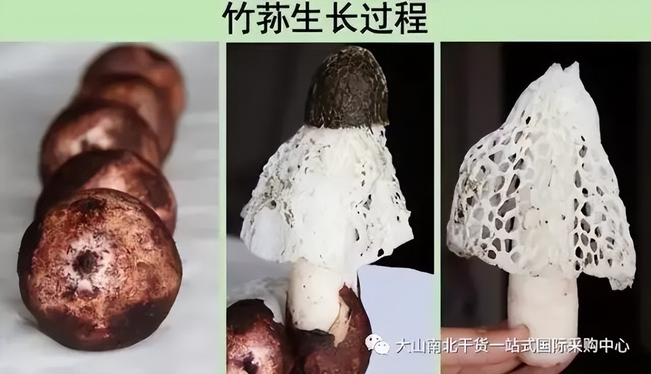 竹荪八珍,美食八珍之一竹荪