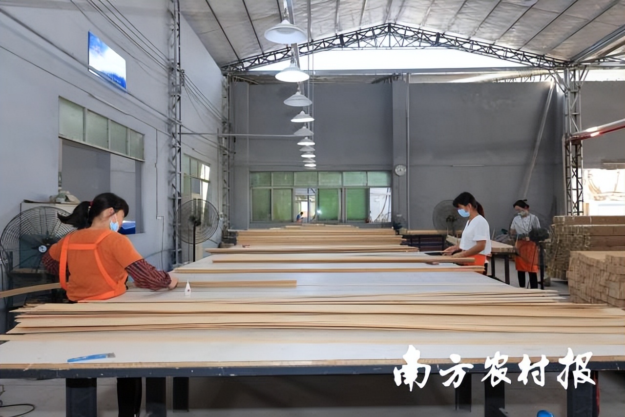 从竹笋到竹子的过程有趣极了,蕉岭毛竹