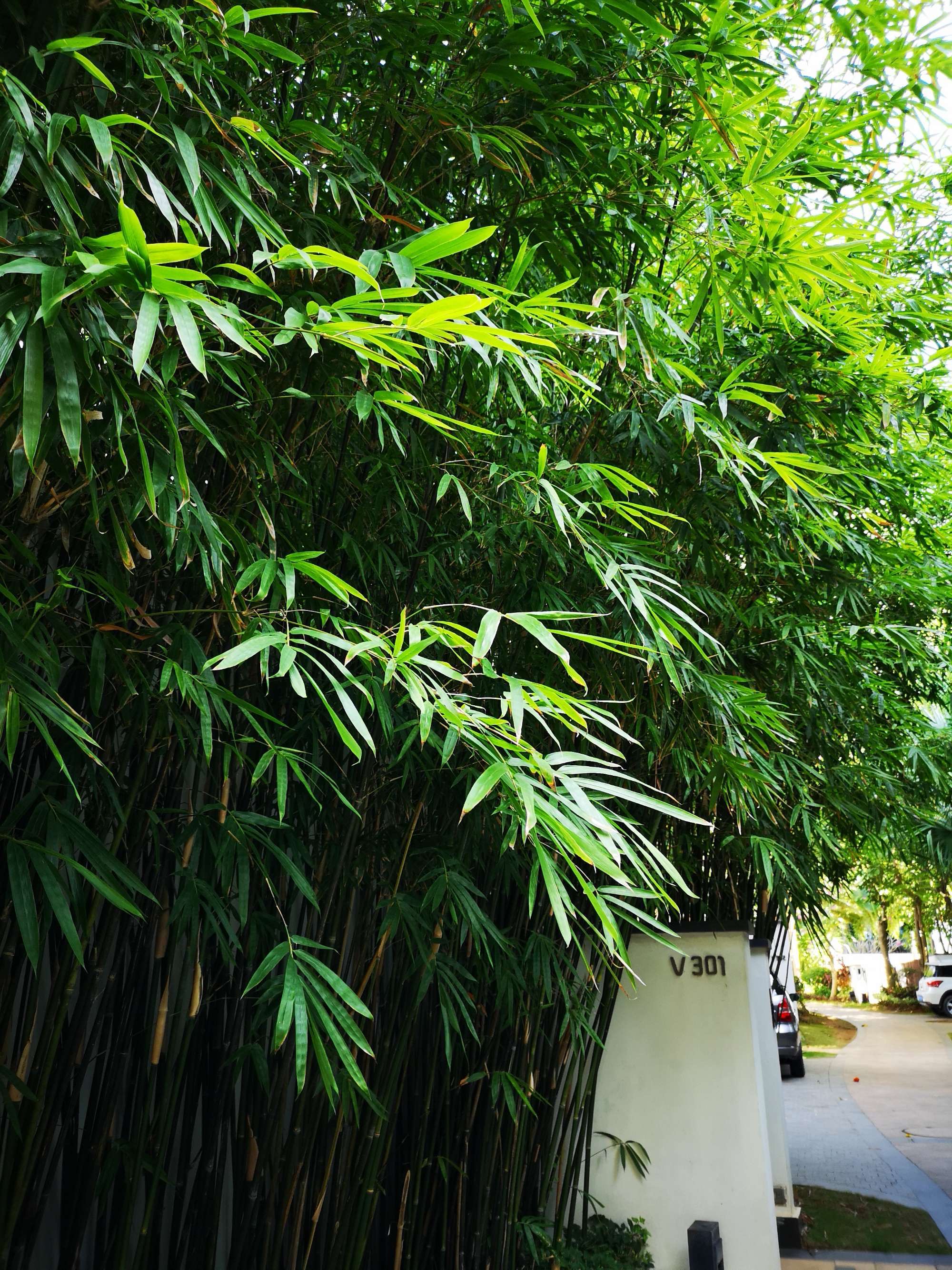 圆梦之园一一我的波波利海岸,上篇