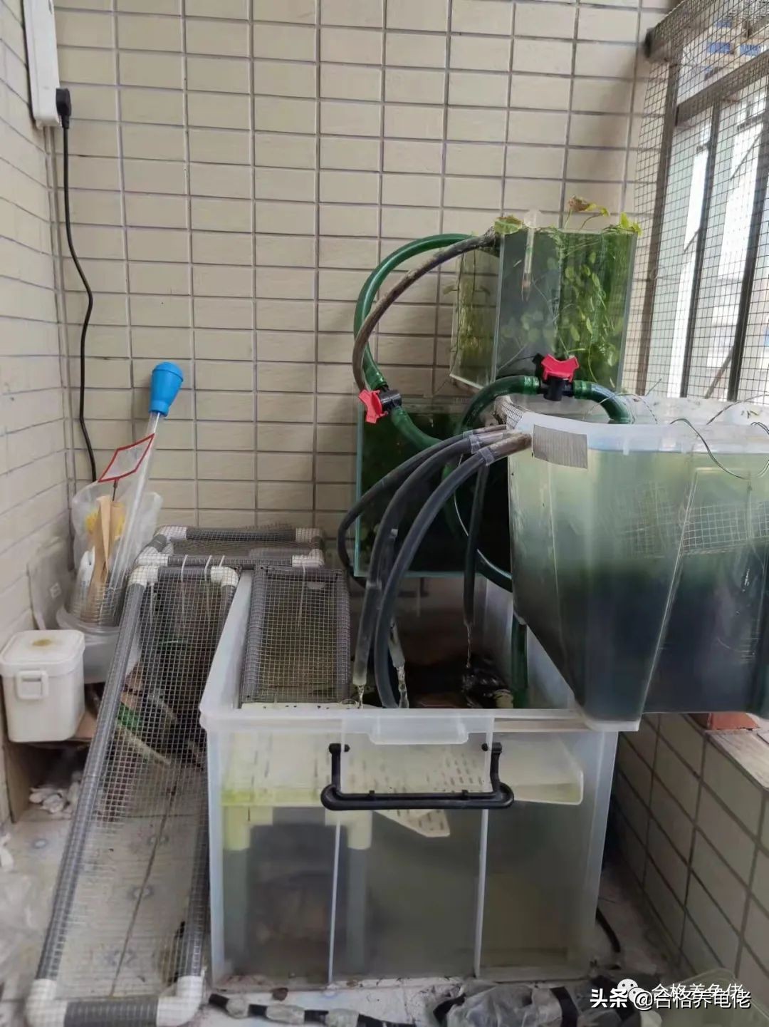 倒春寒乌龟怎么办,倒春寒怎么养植物